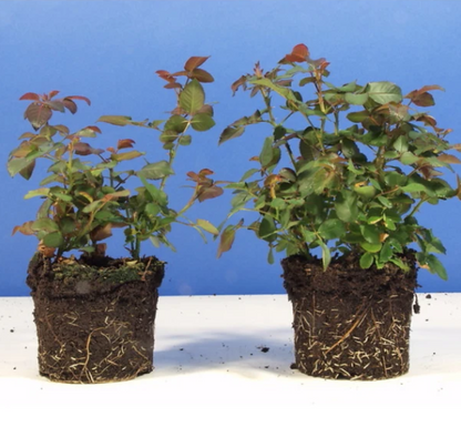 Roots Boost