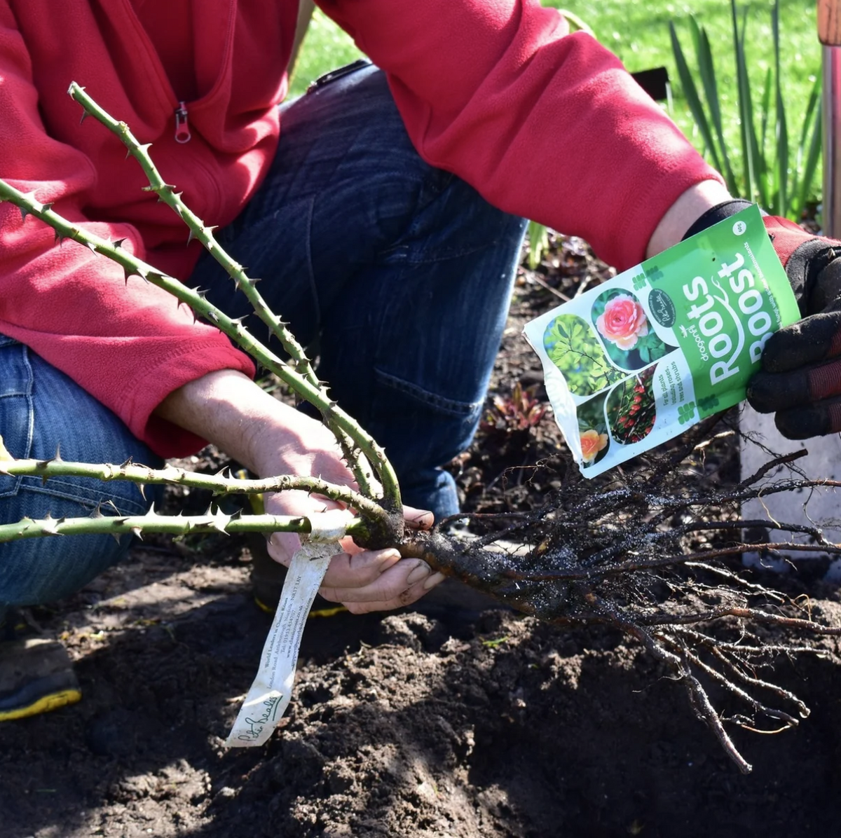 Roots Boost
