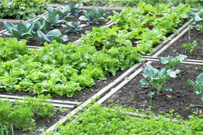 Soil Boost