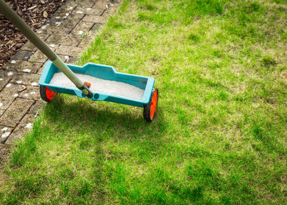 spreading the granular lawn fertiliser with a small wheeled spreader