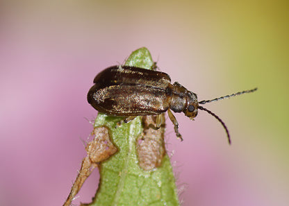 closeup photo of a beetle that can be controlled by using our nematodes