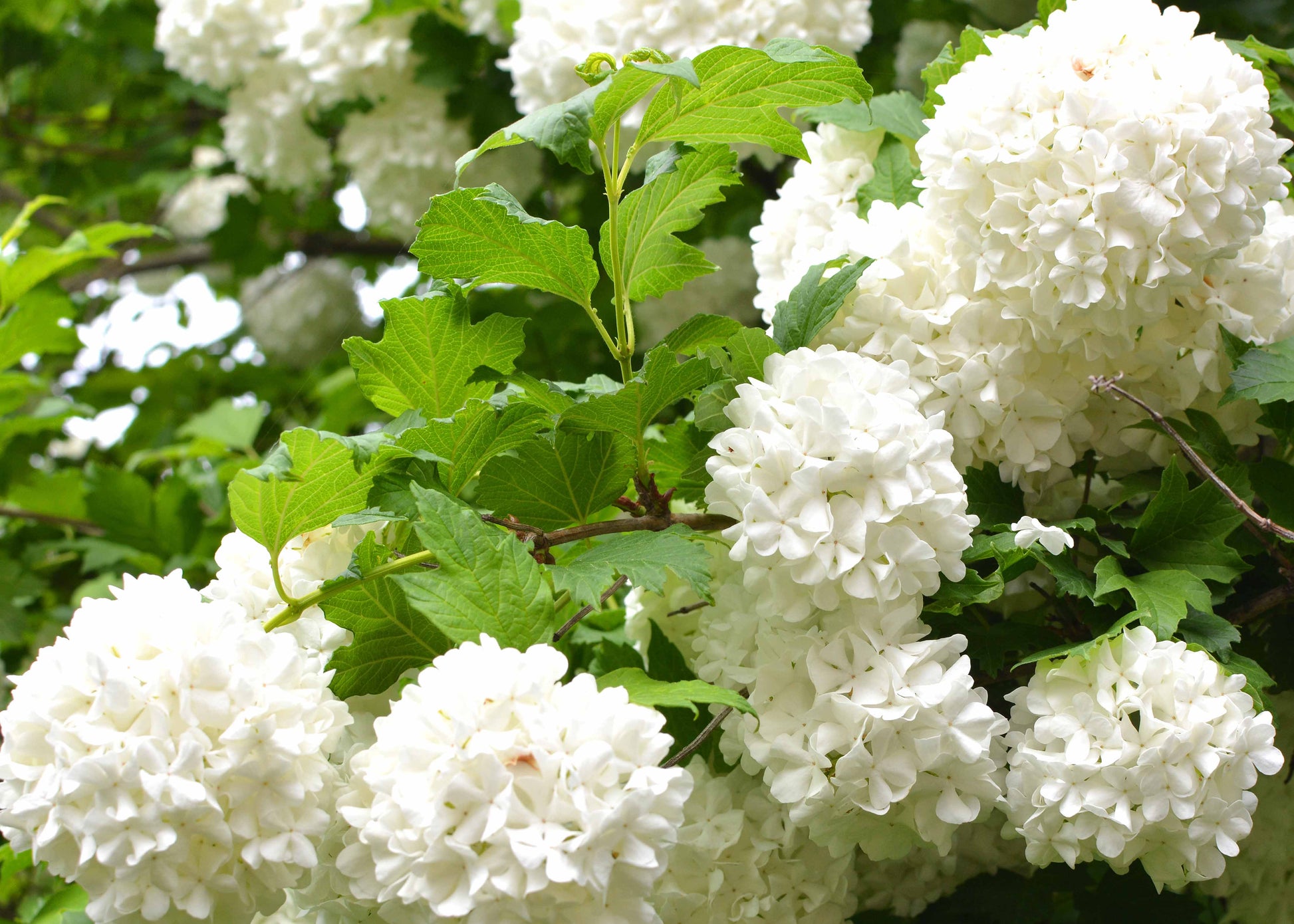 Viburnum tree upon which the Viburnum beetle can be controlled with our nematodes