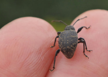 vine weevil that can be controlled by using our nematodes vine weevil killer which is a natural way to control vine weevil infestation