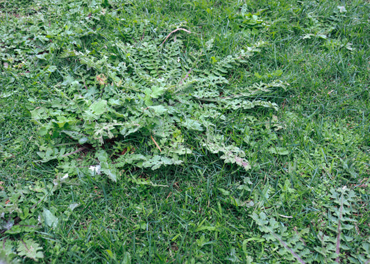 photo showing a cluster of weeds growing in a lawned area