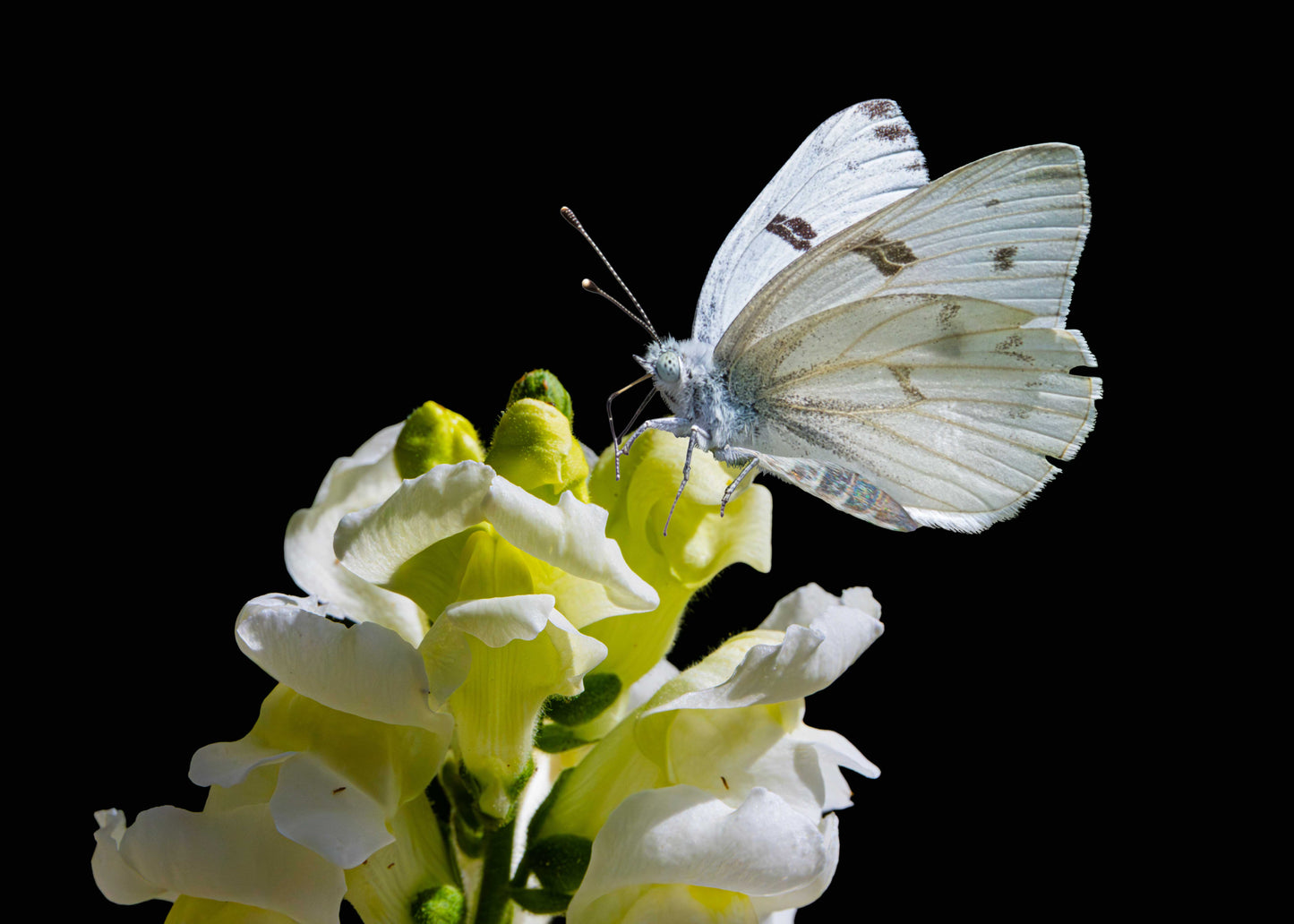 cabbage white butterfly can lay eggs from which the caterpillars can decimate crops. The cabbage white caterpillars can be controlled with our nematode treatments