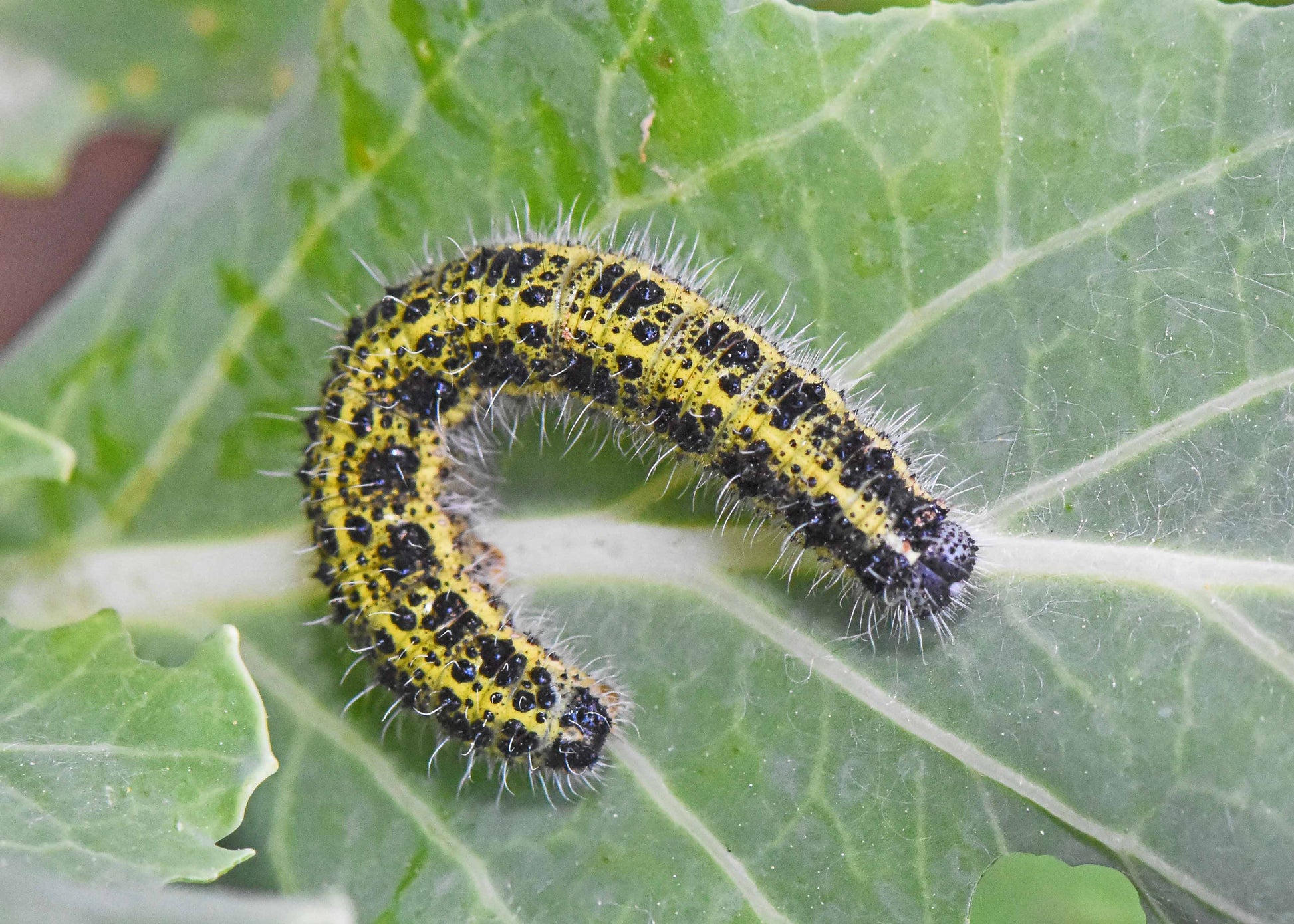 cabbage white caterpillar can be controlled with our caterpillar killer nematodes