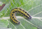 cabbage white caterpillar can be controlled with our caterpillar killer nematodes