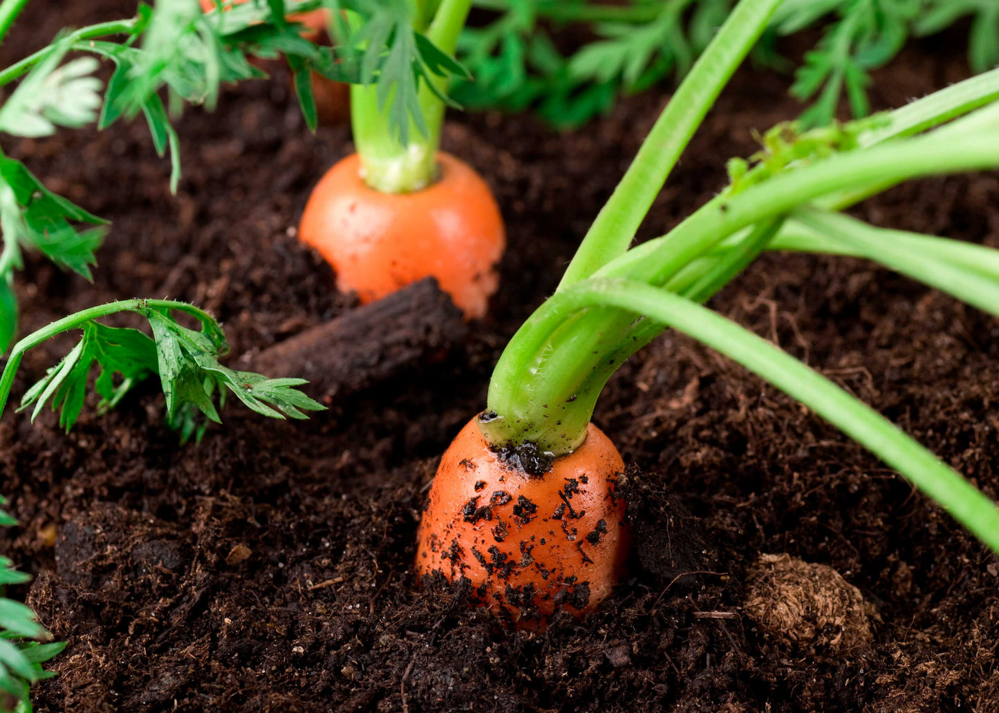 when growing carrots they can be infested with carrot root fly which can be controlled with our carrot root fly killer nematodes
