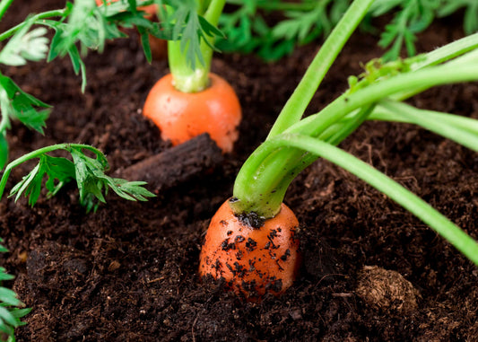 when growing carrots they can be infested with carrot root fly which can be controlled with our carrot root fly killer nematodes