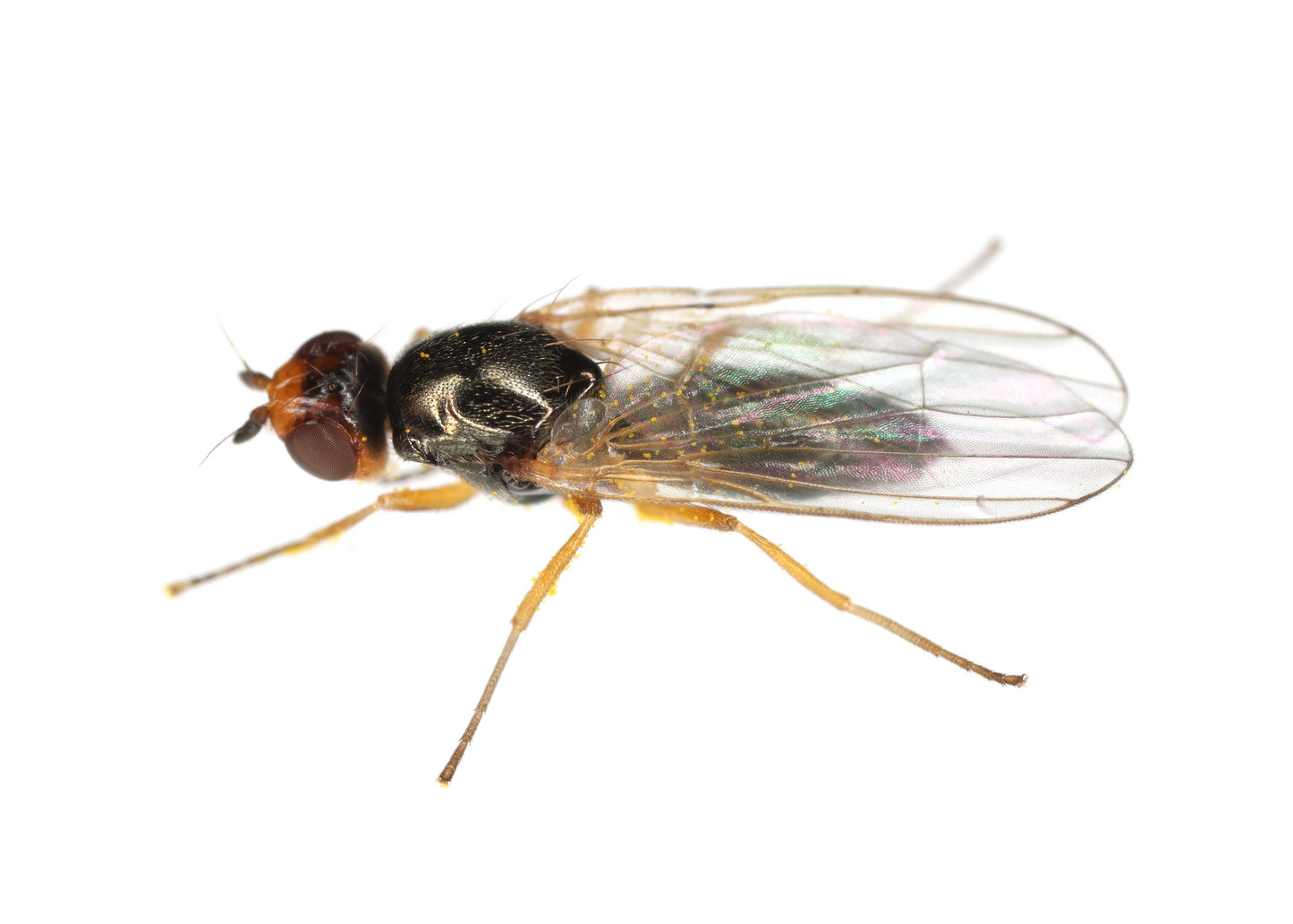 control the larvae of the carrot fly with our carrot fly nematodes, a natural form of pest control