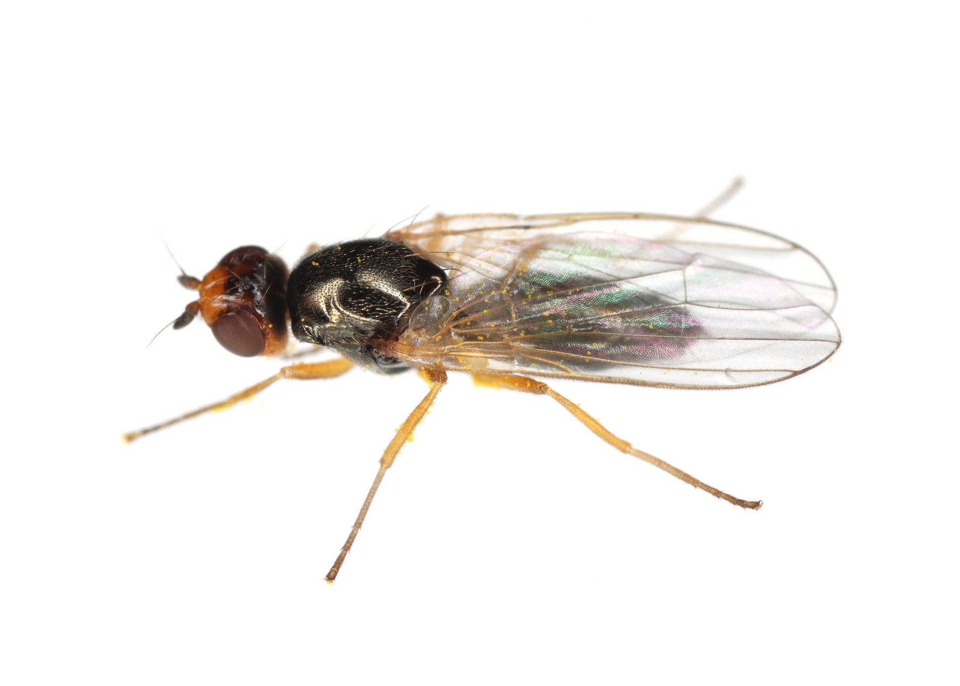 control the larvae of the carrot fly with our carrot fly nematodes, a natural form of pest control