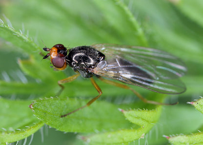 the carrot fly whose larvae can cause extensive damage to crops of carrots whether large or small
