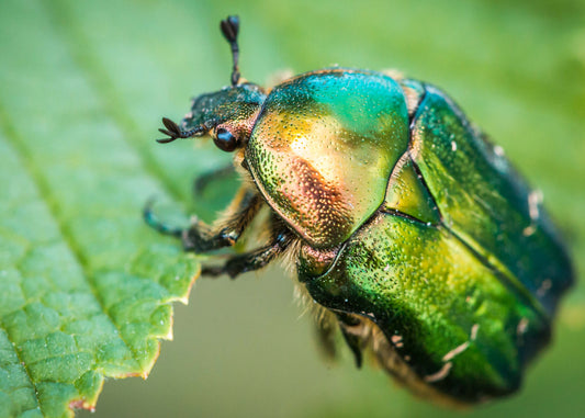 close up of the chafer beetle 