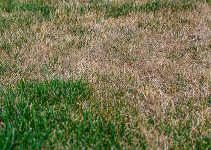 lawn damaged by chafer grubs which eat the grass roots. the grubs can be controlled with our nematodes treatment