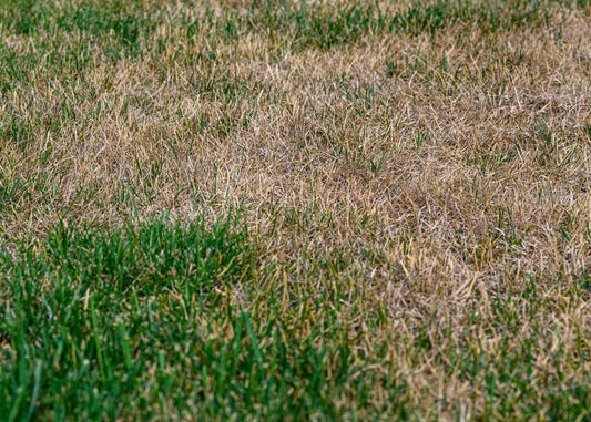 lawn damaged by chafer grubs which eat the grass roots. the grubs can be controlled with our nematodes treatment