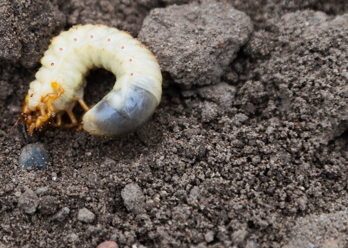 a single chafer grub in soil 