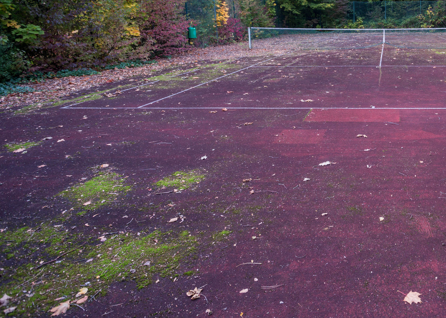 photo showing a moss covered tennis court that could be cleaning with baticlean ECR