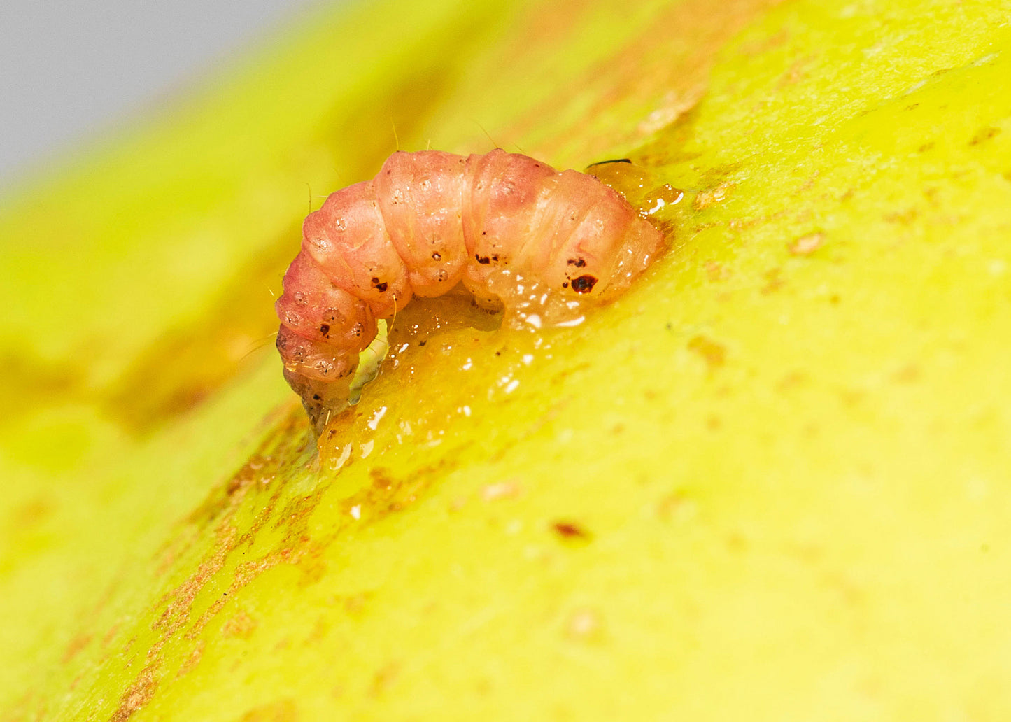 codling moth larvae emerging from fruit, an infestation can be controlled with our nematodes