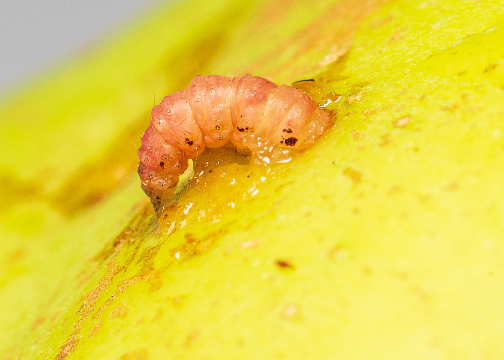 codling moth larvae emerging from fruit, an infestation can be controlled with our nematodes