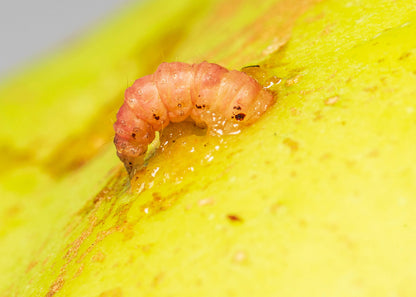 codling moth larvae emerging from fruit, an infestation can be controlled with our nematodes