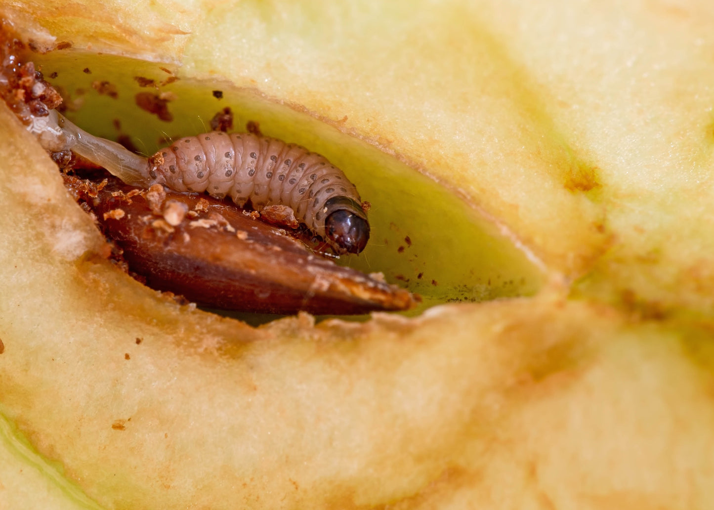 codling moth larvae within fruit. Our codling moth killer nematodes can control an infestation