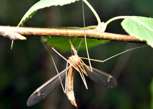 Long-legged fly on a branch the leatherjacket grubs can be killed with our nematodes to save your lawn