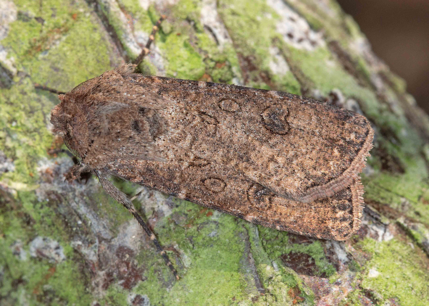 turnip moth whose caterpillar is known at cutworm that can cause much damage to crops but can be easily controlled with nematode treatment
