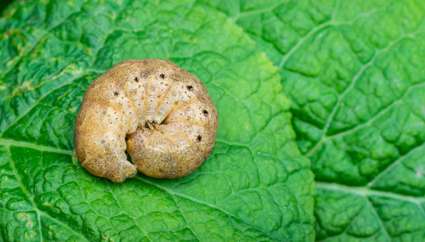 cutworm caterpillar that can be killed with our nematode treatment to protect crops