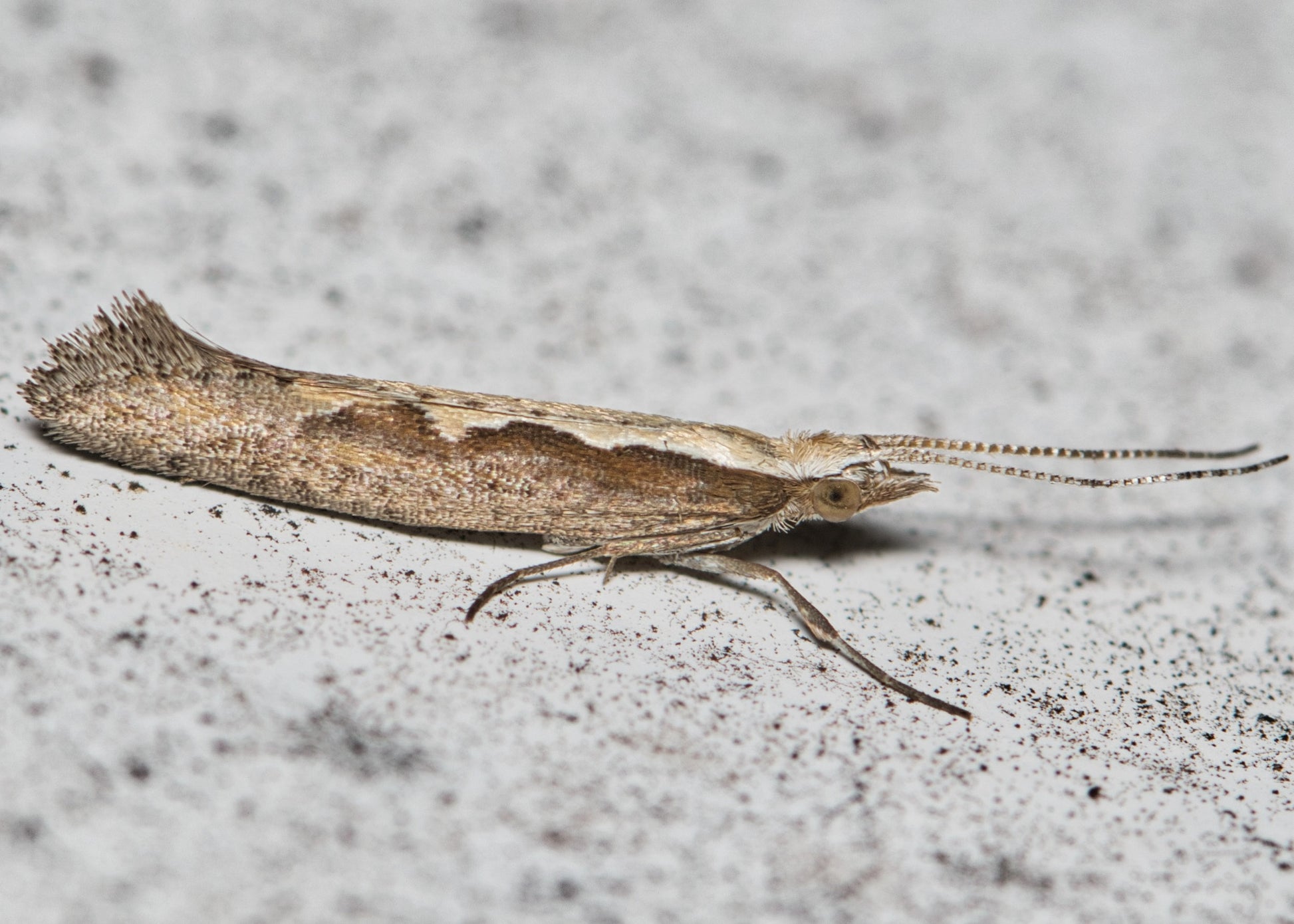 the caterpillar of the diamond back moth can be controlled with our caterpillar killer nematode treatments