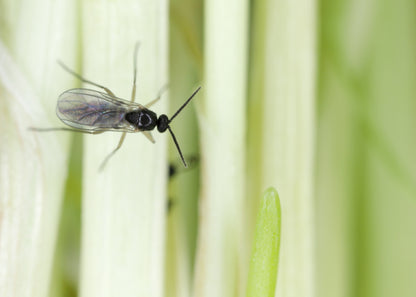 fungus fly can be controlled with sticky surfaces or with our nematodes that will naturally control the growth of larvae