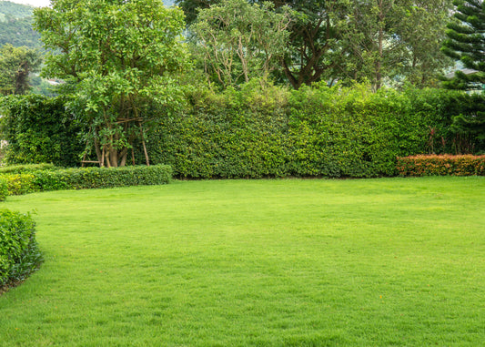 ornamental lawn treated with fertiliser