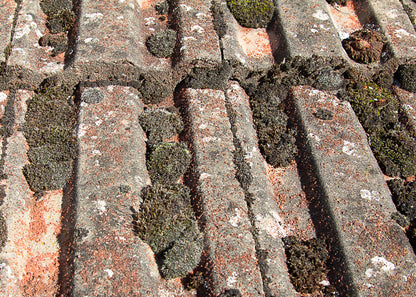 moss growing on a pitched roof