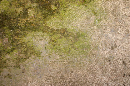 photo showing greening and lichen on a concrete surface. Batifast can be used to remove lichen and moss from concrete surfaces.