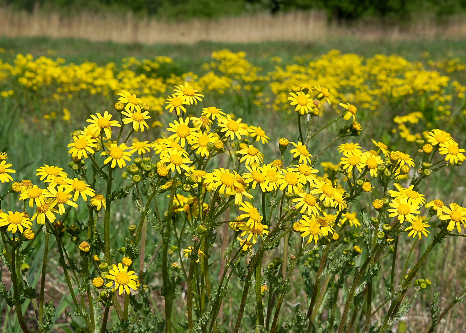 summer ragwort growing in a field