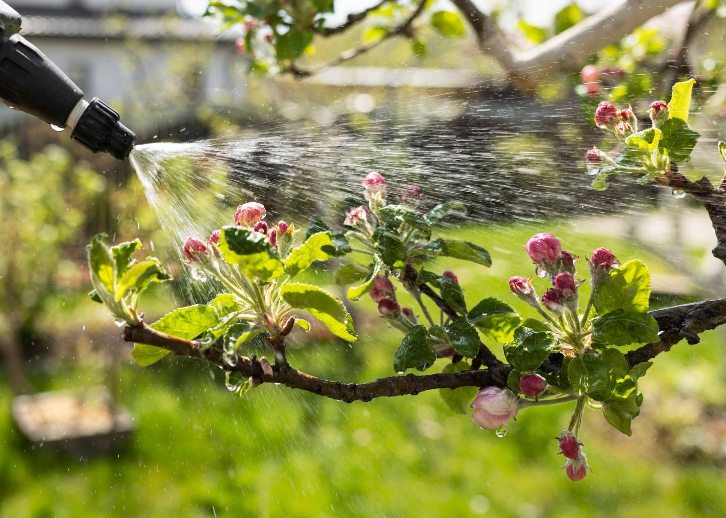 spraying nematodes on to a fruit tree