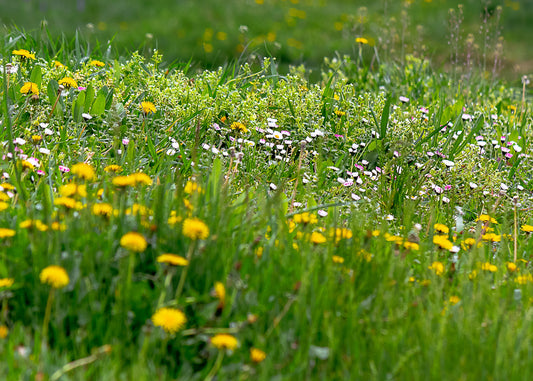 photo showing mixture of broadleaf weeds in grassed area